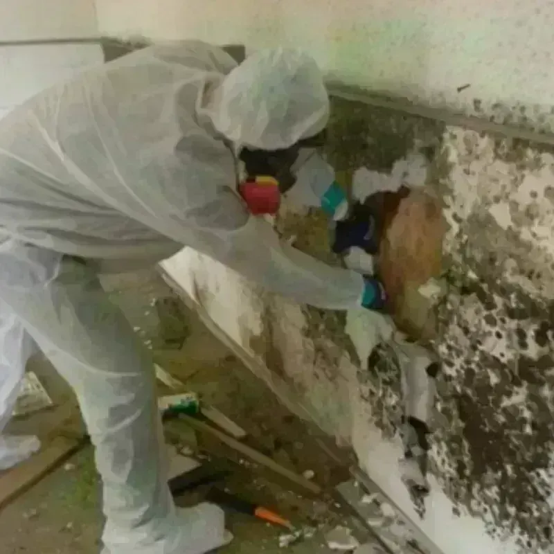 Mold Remediation and Removal in Fremont County, WY